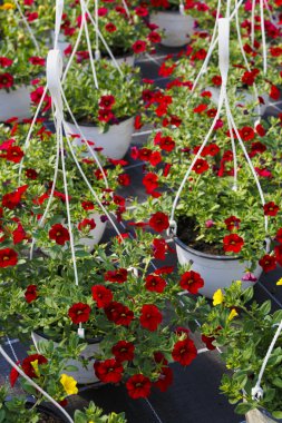 Sera ilkbaharda çiçeklenir