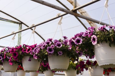 Sera ilkbaharda çiçeklenir