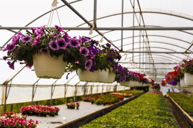 Sera ilkbaharda çiçeklenir