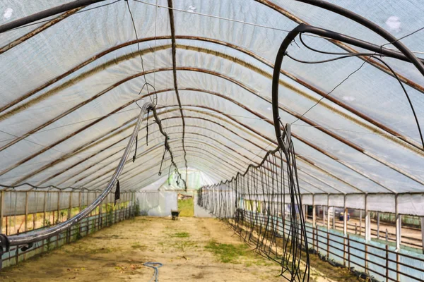 空の大きな野菜温室インテリア — ストック写真