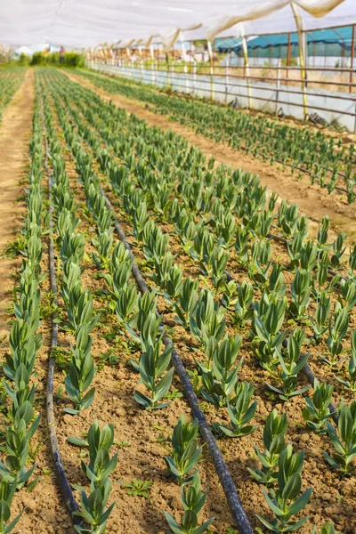 Mudas anuais de flores na estufa moderna na primavera — Fotografia de Stock