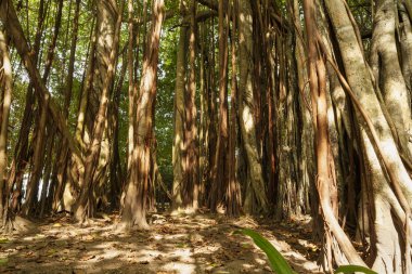 büyük yaşlı ağaçların yaklaşık ile büyümüş