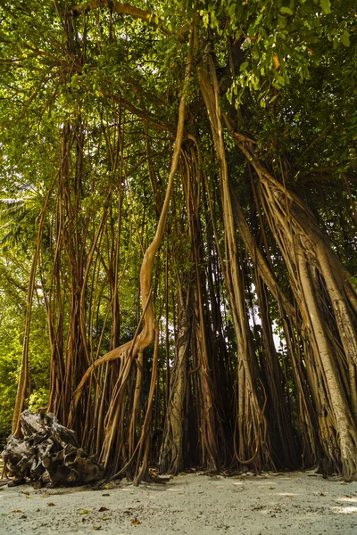 büyük yaşlı ağaçların yaklaşık ile büyümüş