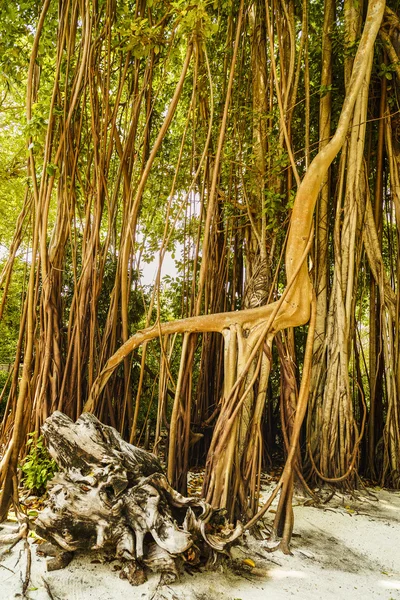 Grandi alberi secolari ricoperti di liane — Foto Stock