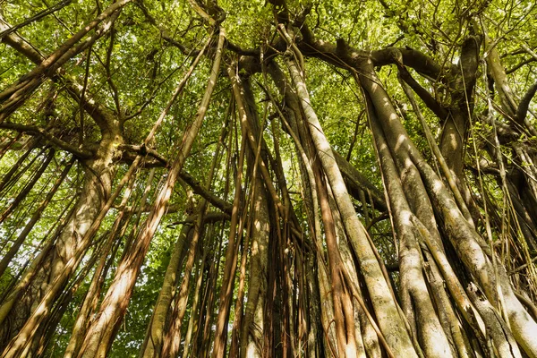 つる植物の生い茂った古い大きな木 — ストック写真