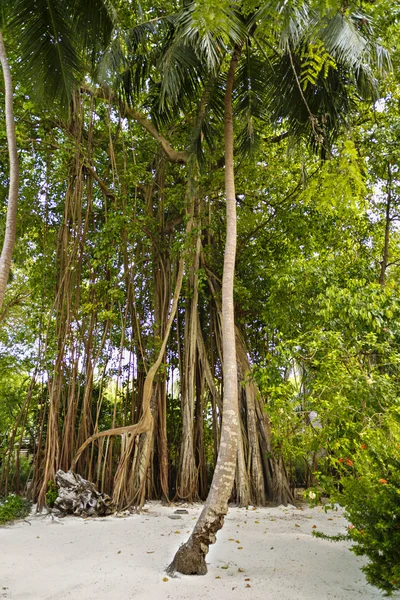 Velké staré stromy porostlý liany — Stock fotografie