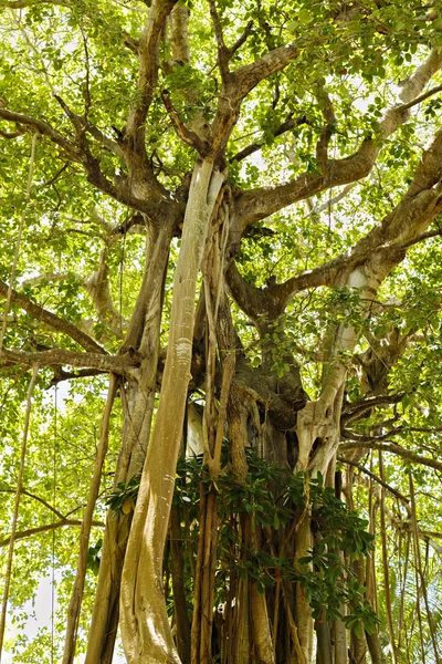 Grandi alberi secolari ricoperti di liane — Foto Stock