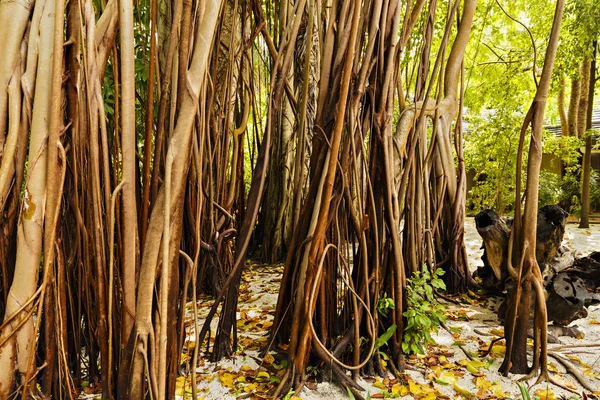 Grandes árvores velhas cobertas de lianas — Fotografia de Stock