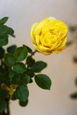 Bahar zaman sarı gül