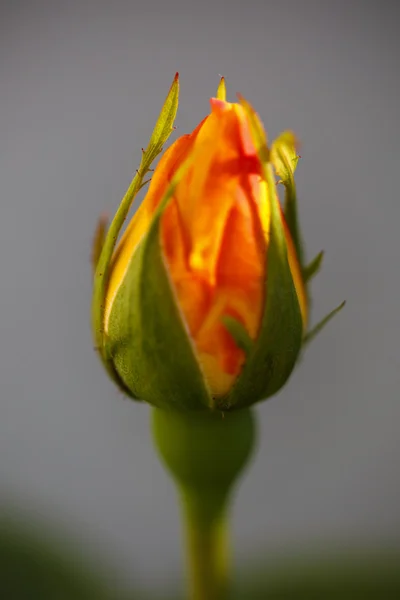 Spring Time Yellow Roses — Stock Photo, Image