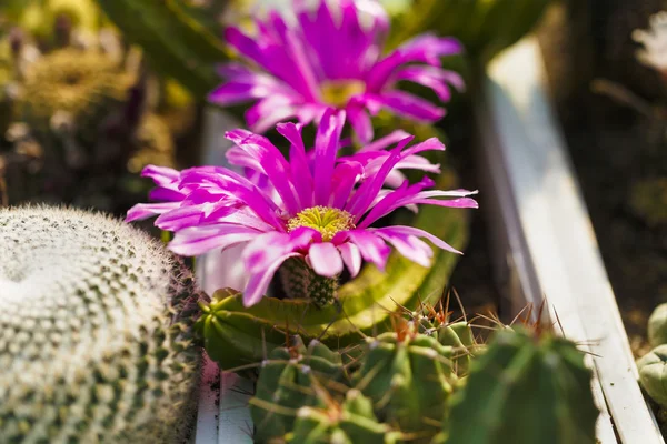 Cacti bloom in the greenhouse image with selective focus — Stock Photo, Image