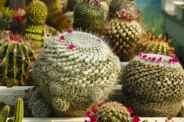 Cacti bloom in the greenhouse image with selective focus — Stock Photo, Image