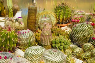 seçici odak sera görüntüsüyle kaktüsler çiçek