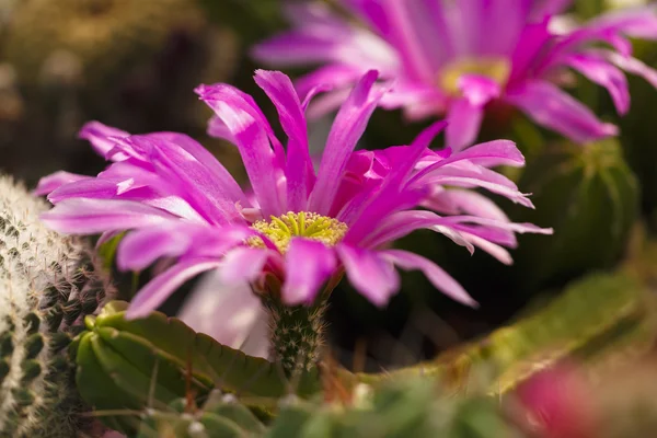 Kaktusy kvetou v obraze skleníku s selektivní zaměření — Stock fotografie