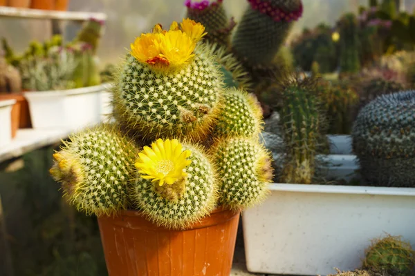 Cacti bloom in the greenhouse image with selective focus — Stock Photo, Image