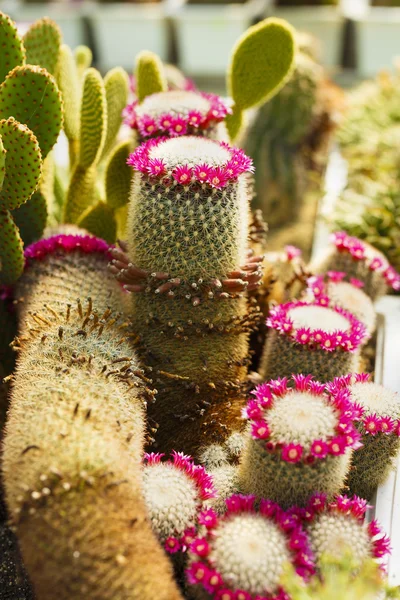 Cacti bloom in the greenhouse image with selective focus — Stock Photo, Image