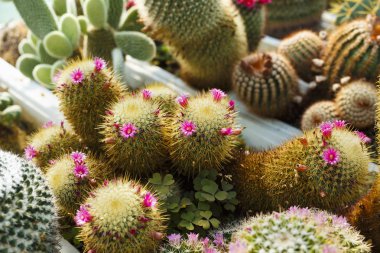 seçici odak sera görüntüsüyle kaktüsler çiçek