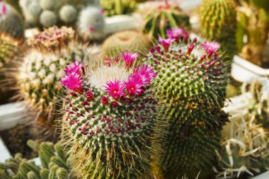 seçici odak sera görüntüsüyle kaktüsler çiçek