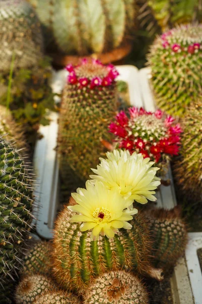 Cacti bloom in the greenhouse image with selective focus — Stock Photo, Image