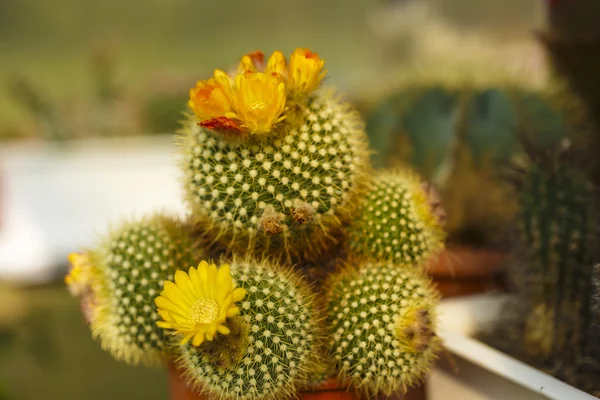 Cacti bloom in the greenhouse image with selective focus — Stock Photo, Image