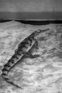 suda caiman timsah başkanı