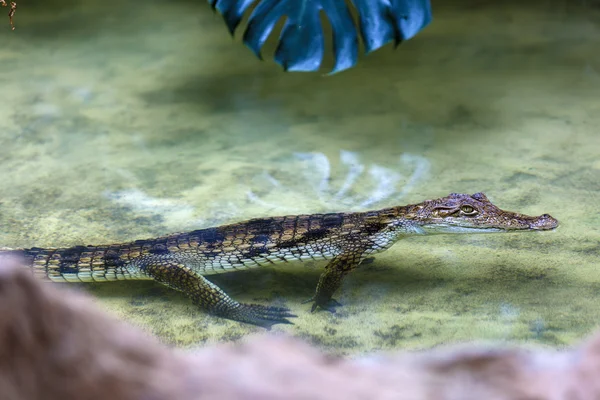 La cabeza de un cocodrilo caimán en el agua —  Fotos de Stock