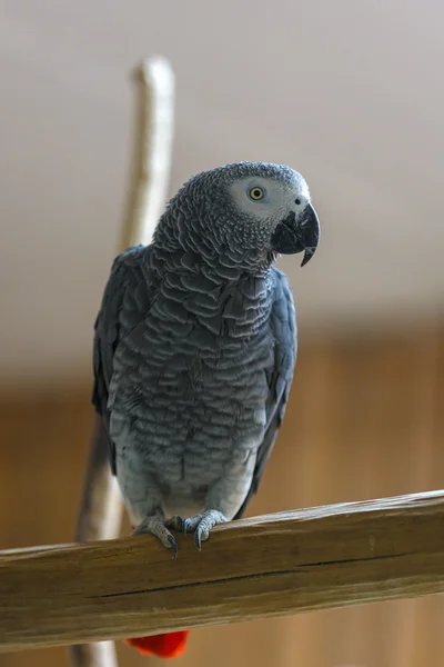 African Grey Parrot perched on tree branch in park — Stock Photo, Image