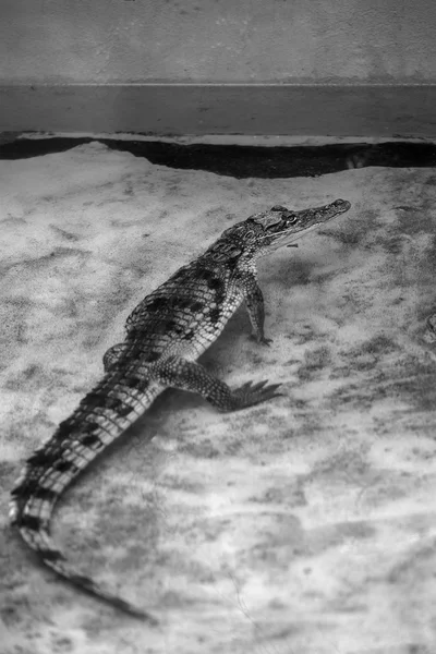 La cabeza de un cocodrilo caimán en el agua —  Fotos de Stock