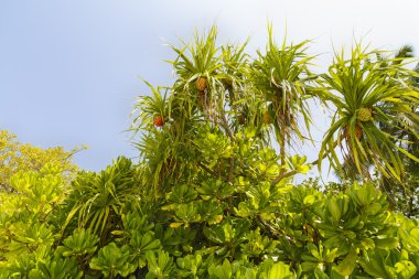 Maldivler içinde belgili tanımlık vahşi içinde tropikal bitki