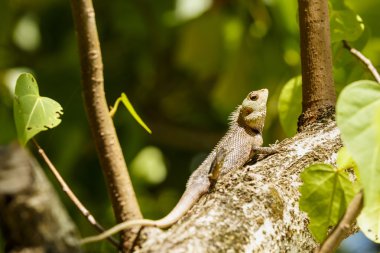 Bukalemun güneşlenmek bulanıklık doğa arka plan ile sabah