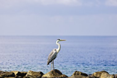 Maldivler sahilde yürüyen güzel bir gri balıkçıl.