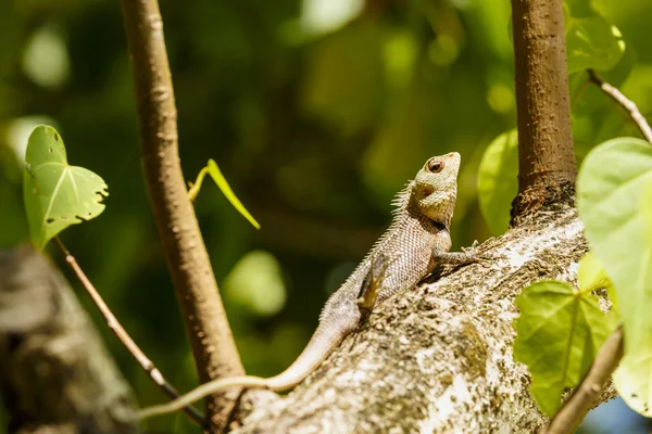 Chameleon sunbathe in morning with blur nature background — Stock Photo, Image