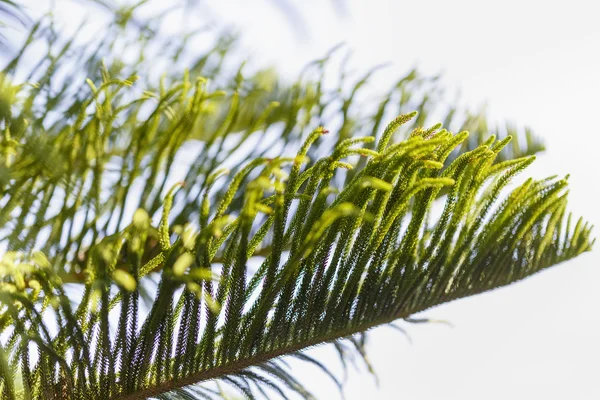 Tropical plant in the wild in Maldives — Stock Photo, Image