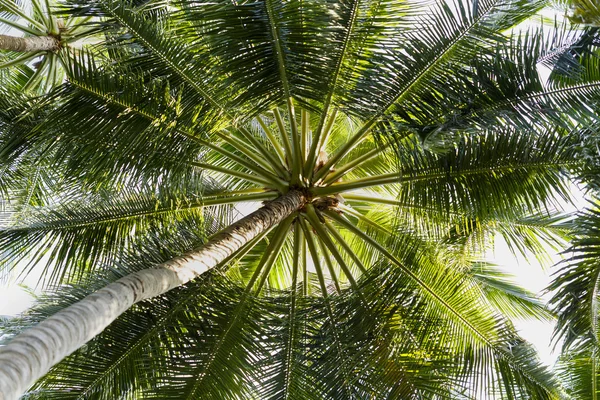 Bulunan bir tropikal Hindistan cevizi hurma ağacı çeşitli ayrıntı yukarıya kapatmak — Stok fotoğraf