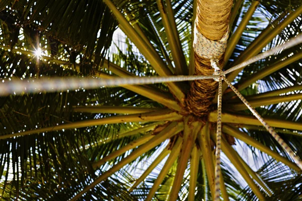 Close up detail of a tropical coconut palm tree variety found in — Stock Photo, Image