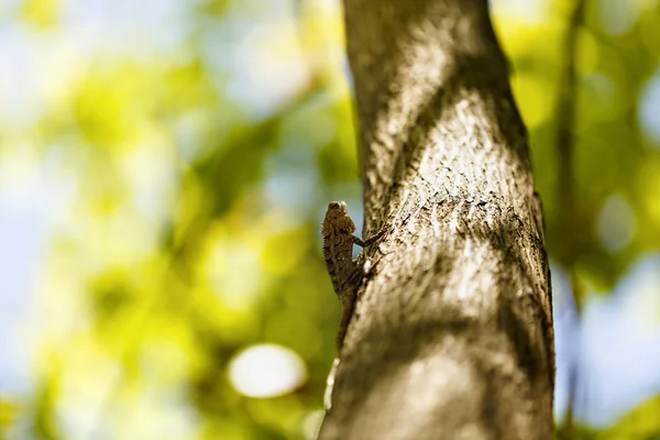 Chameleon tomar el sol en la mañana con fondo de la naturaleza borrosa — Foto de Stock