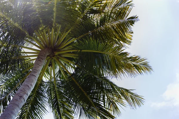 Close up detail of a tropical coconut palm tree variety found in — Stock Photo, Image