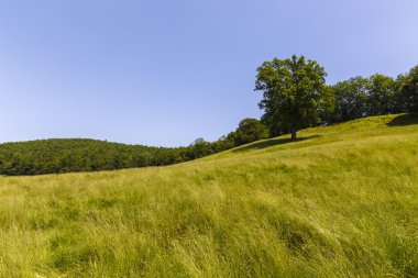 yeşil çim ile bir tepe üzerinde büyük meşe ağacı