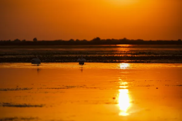 Hermoso atardecer en el Delta del Danubio — Foto de Stock