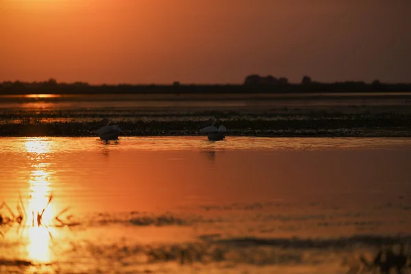 Hermoso atardecer en el Delta del Danubio — Foto de Stock