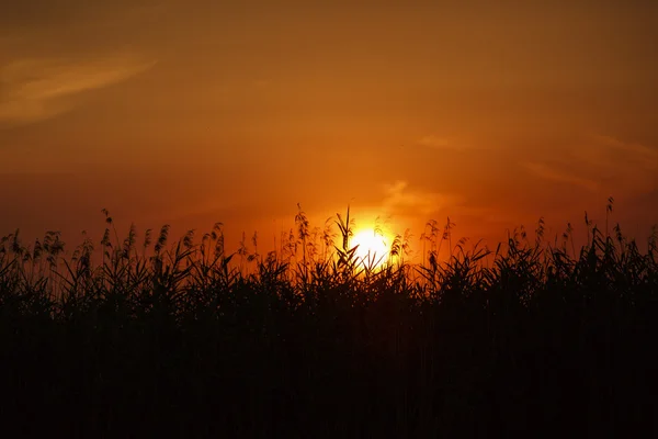 Beautiful sunset on Danube Delta — Stock Photo, Image