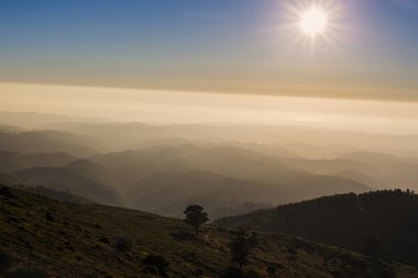 güneşin altında bir tepe üzerinde bir ağaç manzara