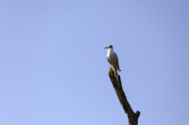 Larus argentatus Tuna Delta Ro doğal ortamda