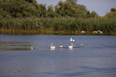 Pelecanus onocrotalus doğal çevre, Tuna Deltası 