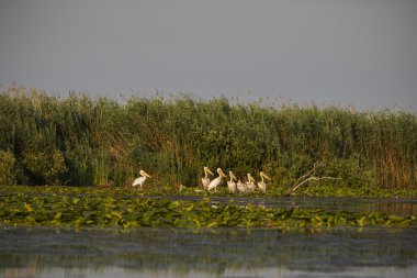 Pelecanus onocrotalus doğal çevre, Tuna Deltası 