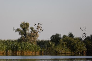 Tuna Deltası doğal ortamda Phalacrocorax carbo