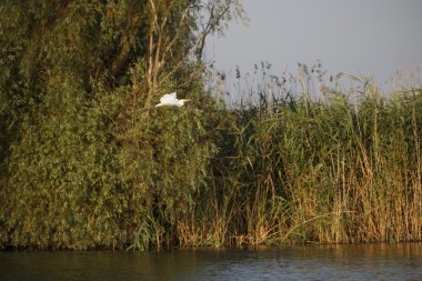 doğal ortamda, Tuna Deltası Romanya beyaz ak balıkçıl