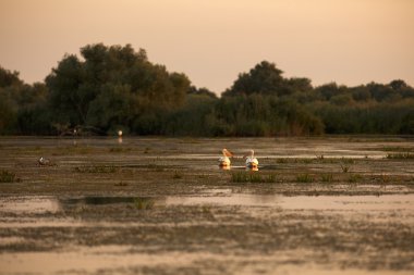 Pelecanus onocrotalus doğal çevre, Tuna Deltası 