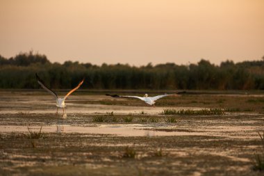 Pelecanus onocrotalus doğal çevre, Tuna Deltası 