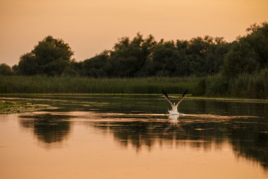 Pelecanus onocrotalus doğal çevre, Tuna Deltası 